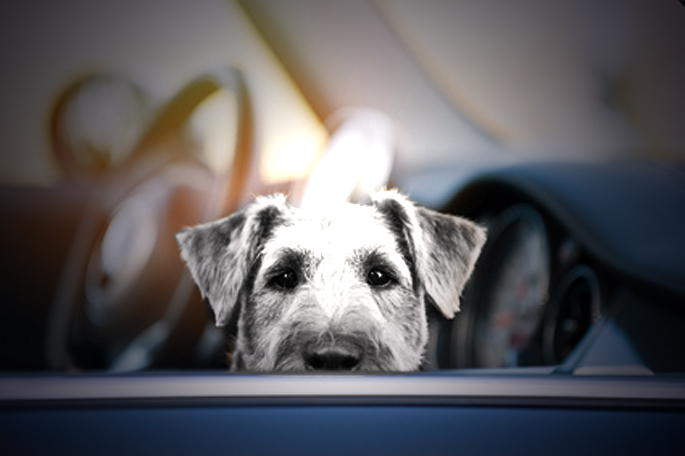 chien en voiture