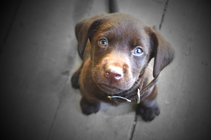 regard de chiot