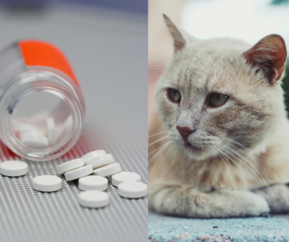 médicaments toxiques pour chat