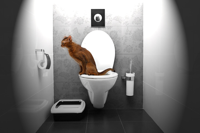 Problème urinaire des chats