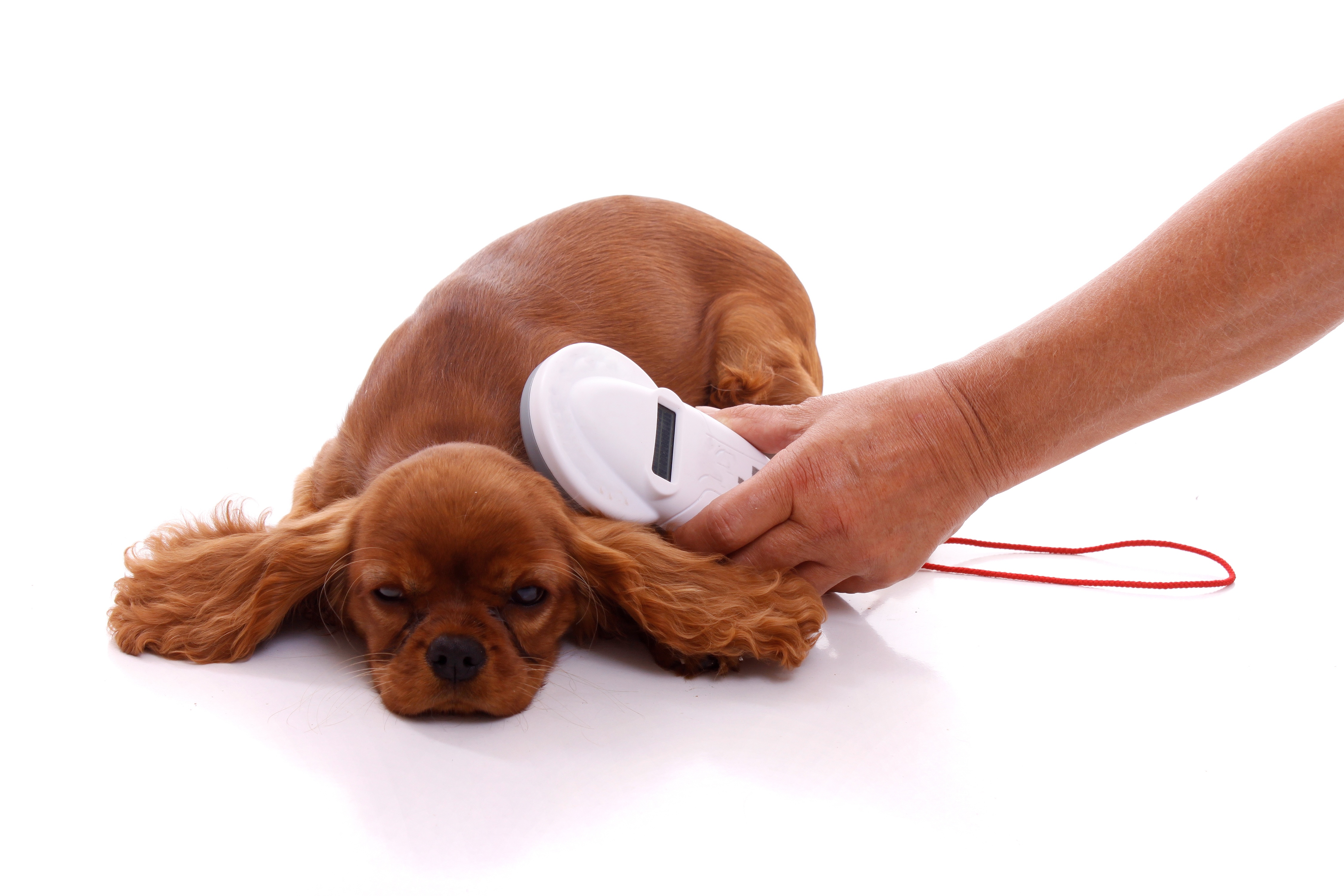 Conseils Vétérinaires Pour Chien Chat Et Animaux De Compagnie