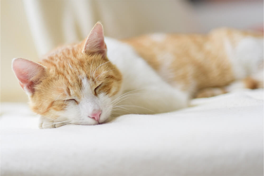 Convulsions Chez Le Chat Comment Reagir Convulsions Chez Le Chat Comment Reagir