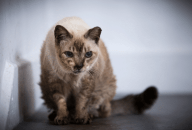 Insuffisance rénale chez le chat : diagnostic et soin