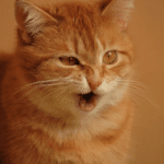 Chat_Coryza 1 382x260