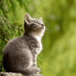Chat_Typhus 1 382x260