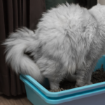 Chat_Urine_sang 382x260