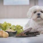 Chien_Raisin 382x260