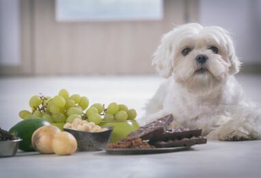 Intoxication au raisin chez le chien : quels symptômes ?