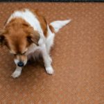 Chien_Vomissements 382x260