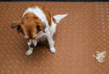 Chien qui vomit : que faire ?