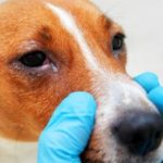Chien_oeil_ferme 382x260