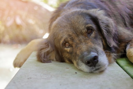 Mon vieux chien ne se lève plus