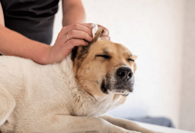 Comment nettoyer les oreilles d’un chien ?