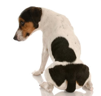 Que faire quand mon chien a mal au ventre ?