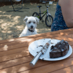 illu_chien_intox_chocolat 382x260
