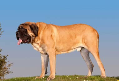 Parvovirose canine : diagnostic et soin