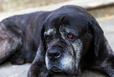 Tout savoir sur la piroplasmose chez le chien