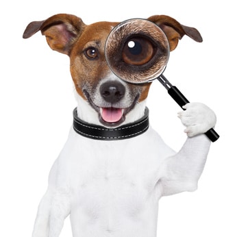 POURQUOI mon chien tire sur sa laisse ?