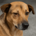 La conjonctivite canine : guide complet pour identifier et soigner cette affection oculaire