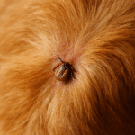 Maladie de Lyme chez le chien : comprendre et agir face à cette infection