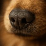 Le phénomène de la truffe sèche chez le chien : comprendre et agir
