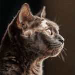 Reconnaître et traiter la teigne féline : guide complet pour les propriétaires de chats