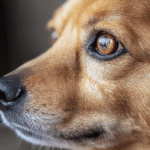 Yeux rouges chez le chien : causes, symptômes et solutions efficaces