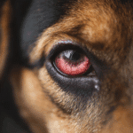 Maladies des yeux : guide complet pour préserver la santé visuelle de votre chien