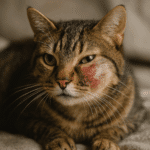 Inflammation oculaire féline : comprendre et traiter les yeux rouges chez le chat