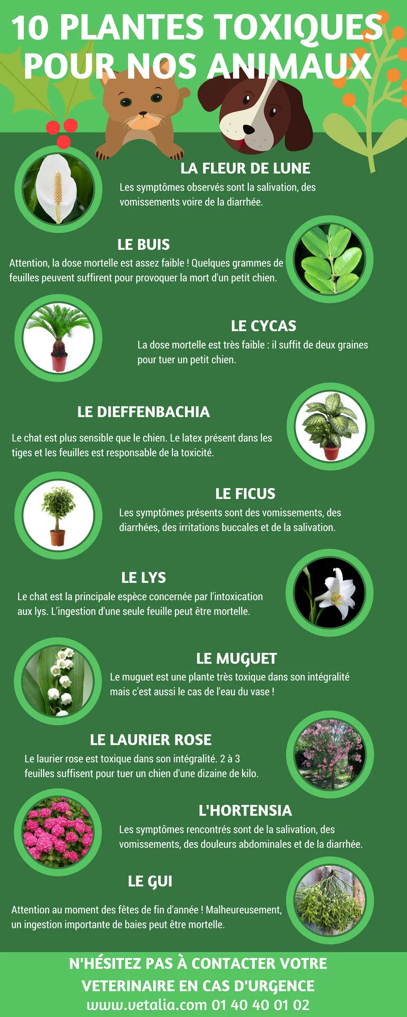 Infographie plantes toxiques