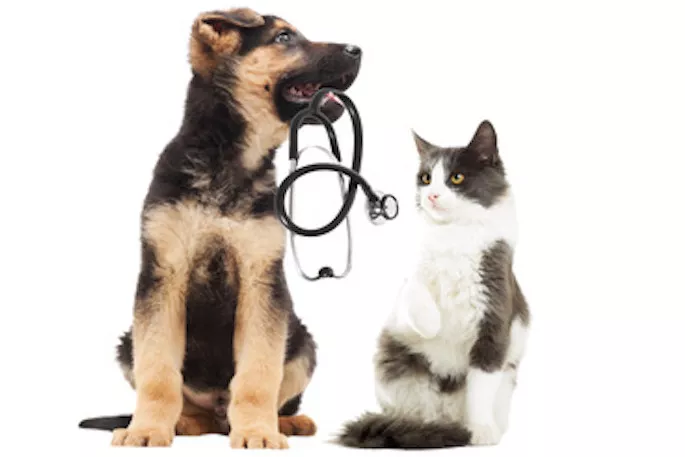 diagnostic chien et chat